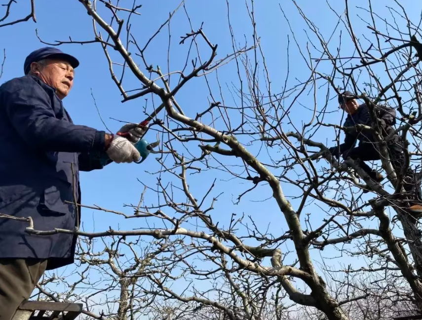 果树怎样修剪才能长出果子