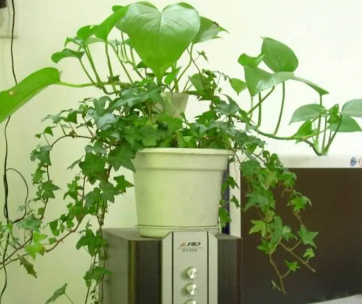 屋里有空调可以养花吗