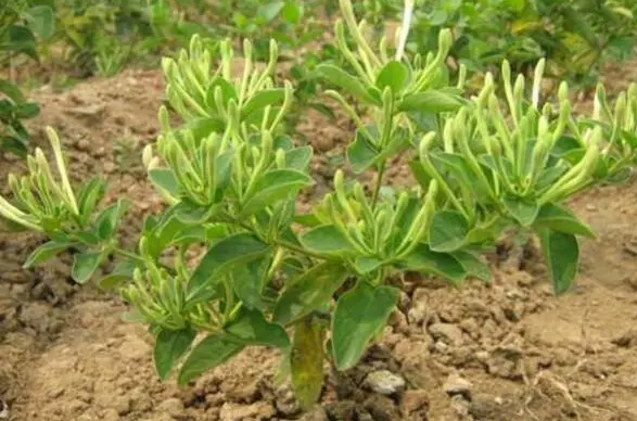 金银花的扦插方法