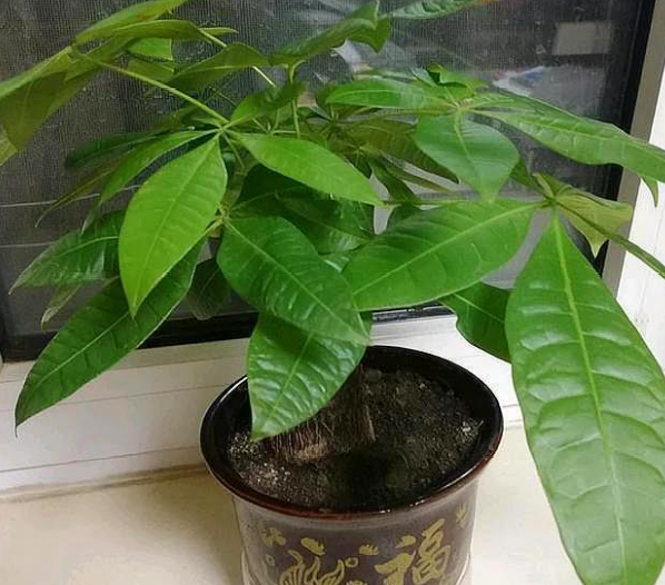 发财树几天浇一次水比较好