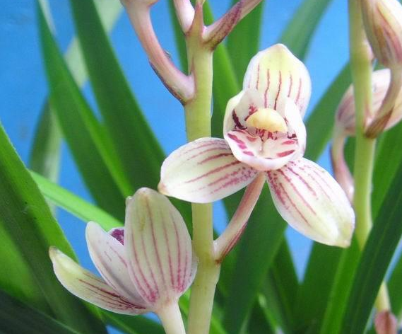 荷花兰冬天换土换盆可以吗