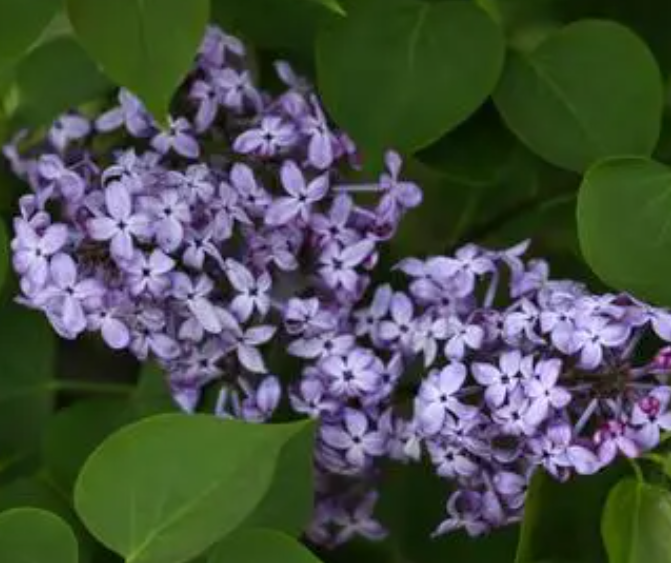 丁香花mv里的故事讲了什么呢