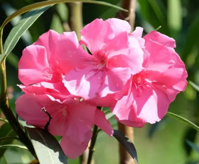 有毒的花有哪些