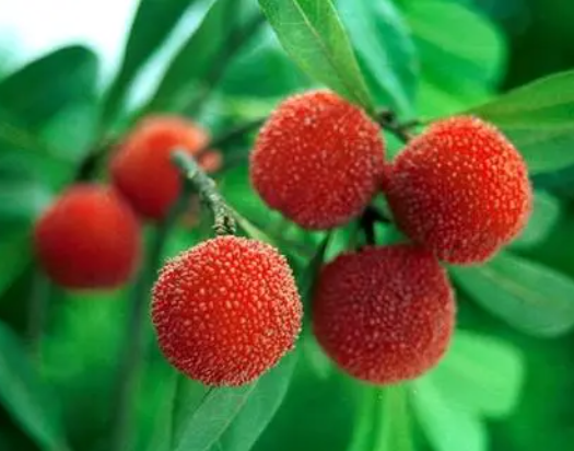 杨梅树被火烧了能活吗