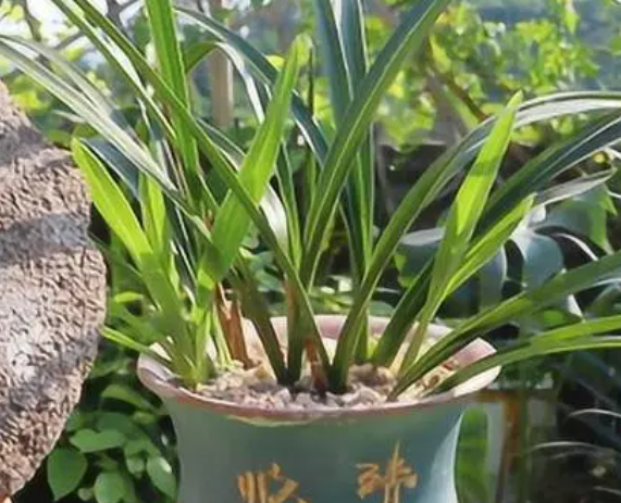 通用营养液可以浇兰花吗