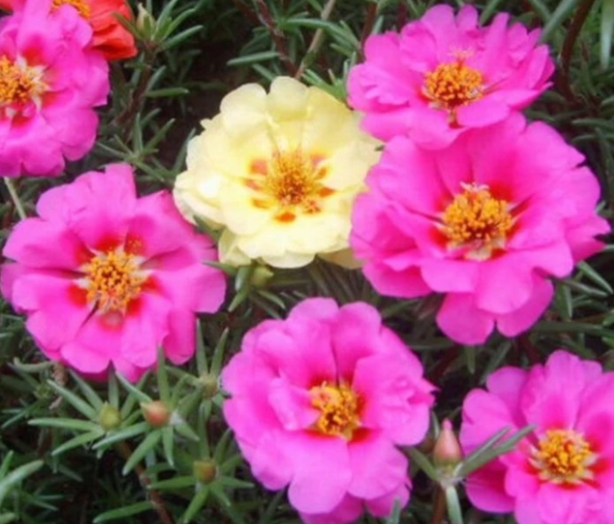 怎样让太阳花长得矮壮一些