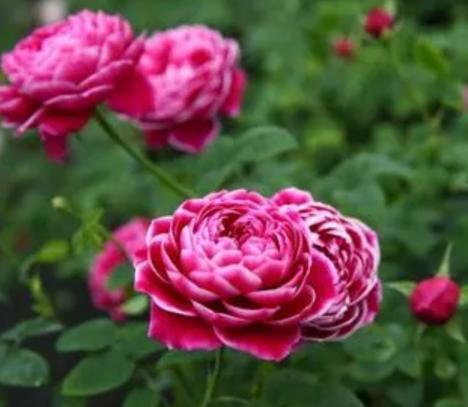 日本玛丽月季花如何呢