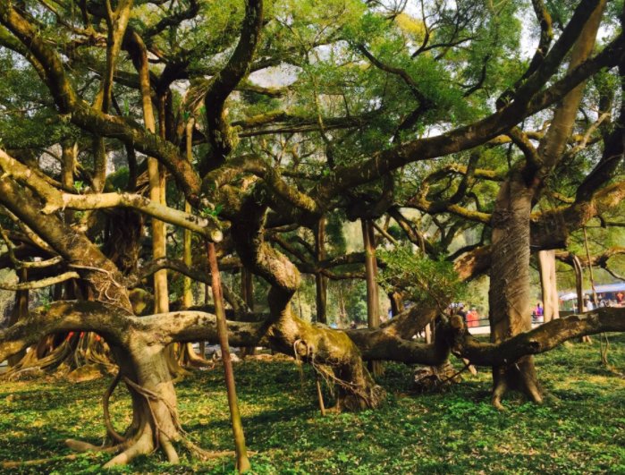 榕树在什么季节最茂盛