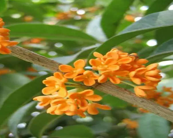 桂花树种子的种植方法是什么呢