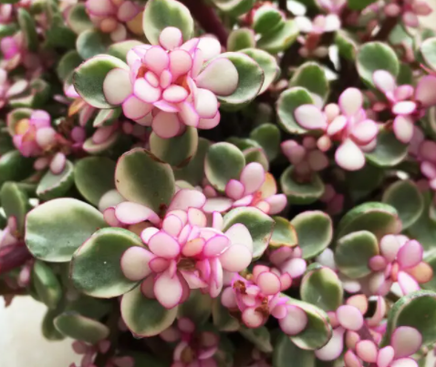 雅乐之舞可以嫁接到玉树上吗