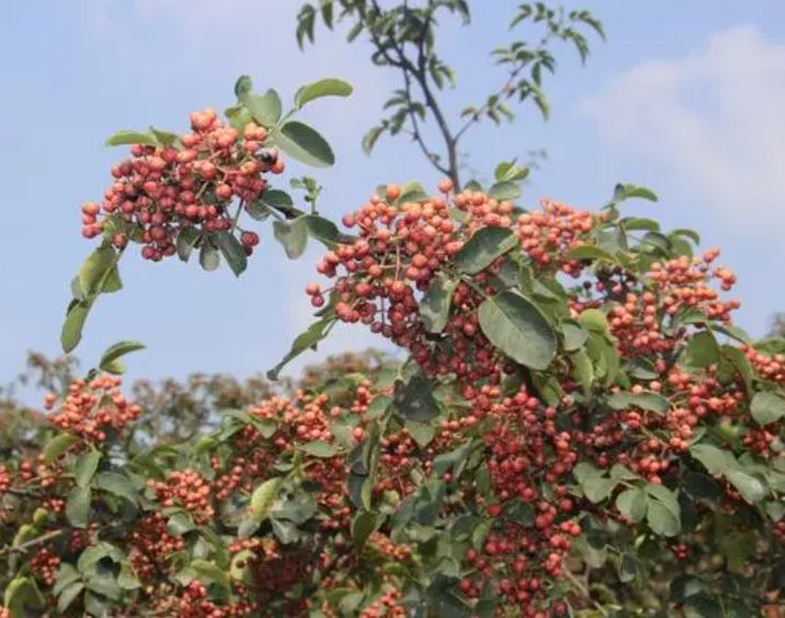 种植花椒栽培技术如何