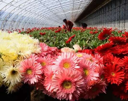 种植鲜花是否赚钱