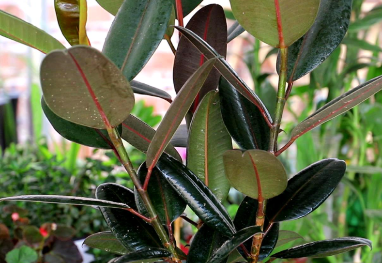 橡皮树留几个侧枝好看