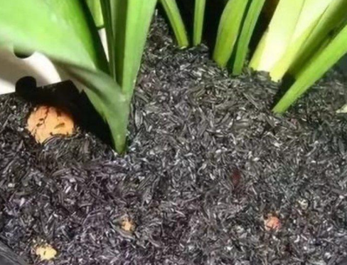 草木灰可以养花吗