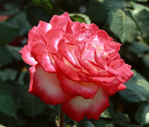 月季花什么季节都可以修剪吗