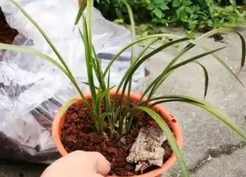 茶枯水浇花需要发酵吗