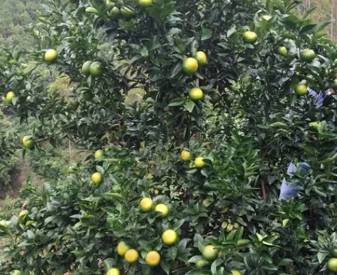 柑子树是什么肥料