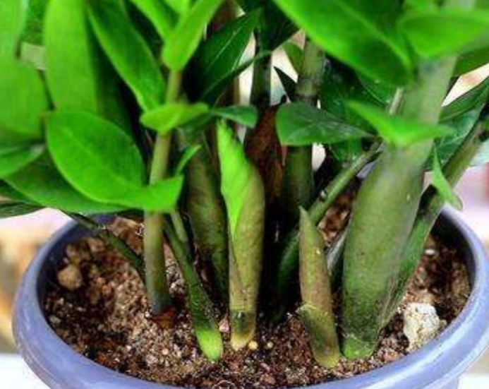 如何把金钱树养肥壮