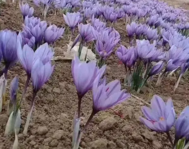 藏红花种植骗局