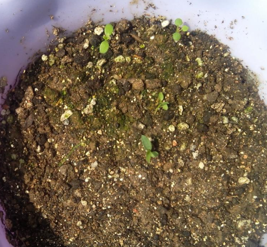 玫瑰花种子能种出来吗