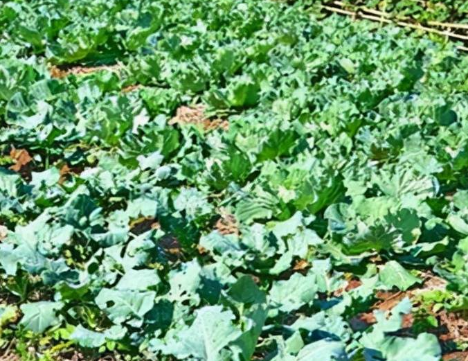 西兰花播种后几天出苗