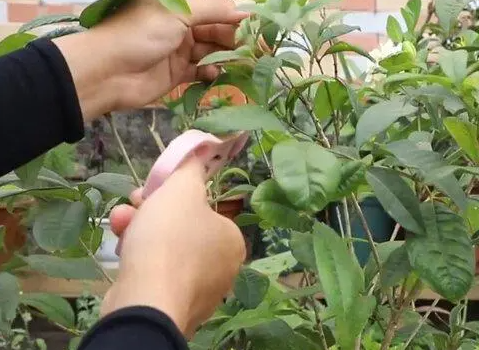 四季桂花树什么时候修剪枝条最好