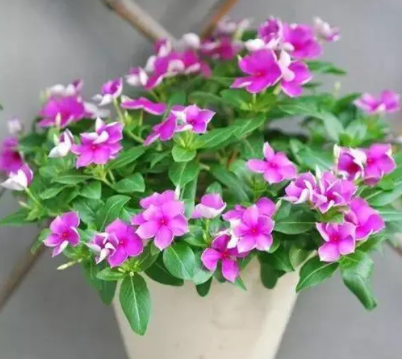 长春花换盆后缓苗多久