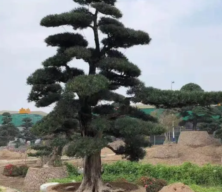 庭院种松树的影响