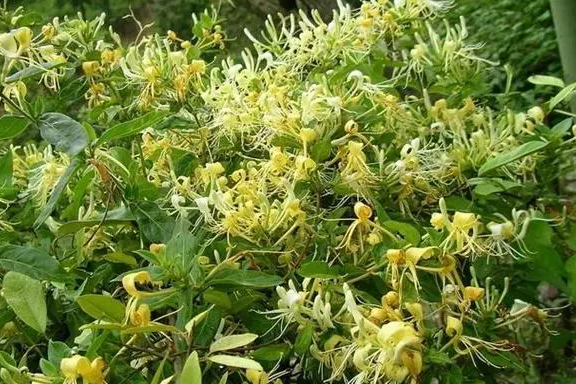 金银花效益分析