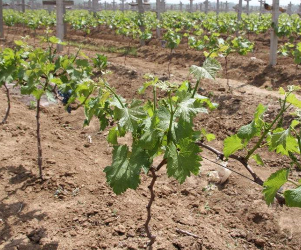 葡萄树几月份移栽