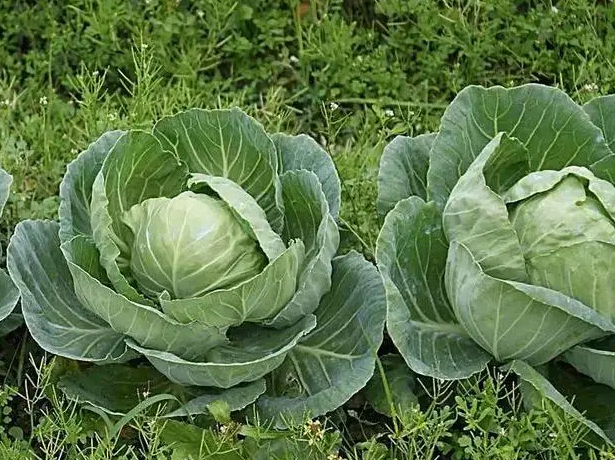 像莲花菜一样的菜叫啥