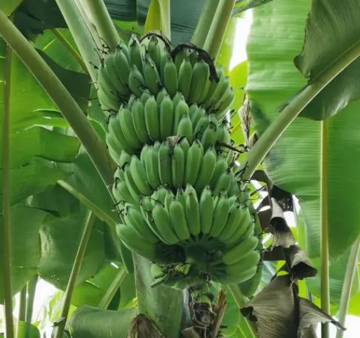 香蕉长在树上还是地上