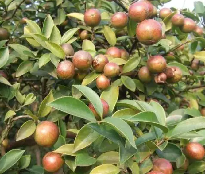 茶籽树一年结果多少次