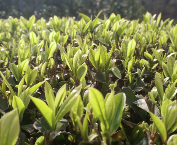 茶树长势不好怎么解决