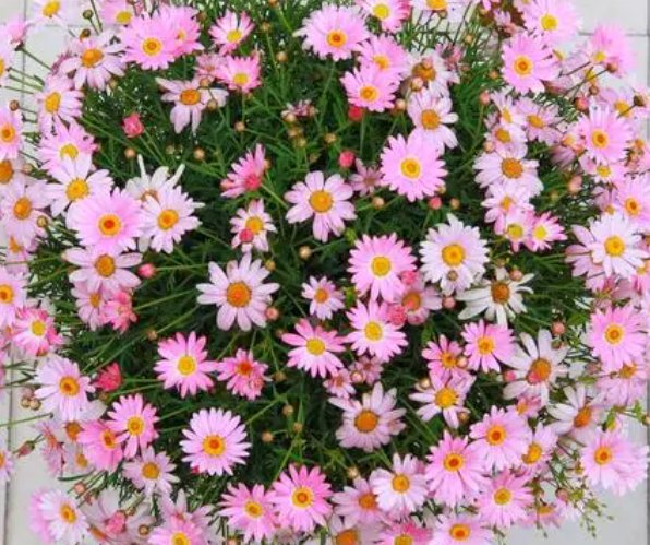 玛格丽特花怎么养