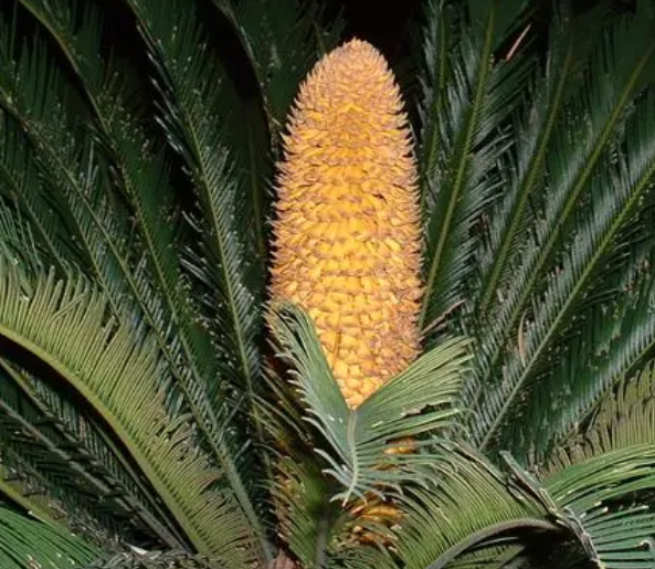 铁树放在院子什么位置好