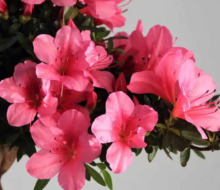 杜鹃花用什么水浇最好