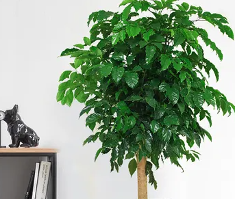 幸福树什么时间换盆最好