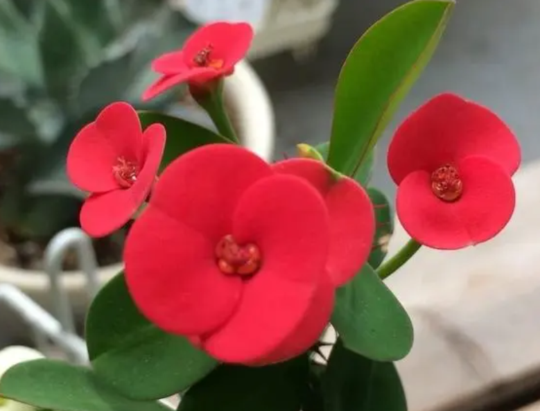 虎刺梅开花期可以施肥吗