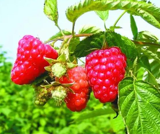 树莓树高多少一般的长