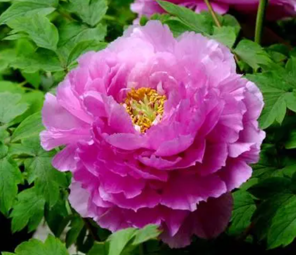 牡丹花在南方能种吗