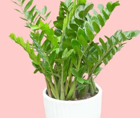 植物金钱树的养殖方法是什么呢