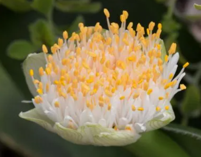 虎耳兰的寓意和花语是什么呢