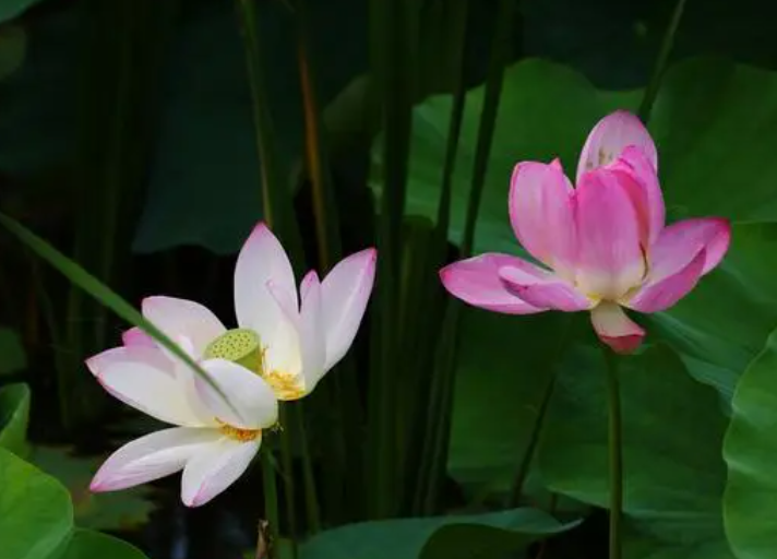 荷花的生长特性如何呢