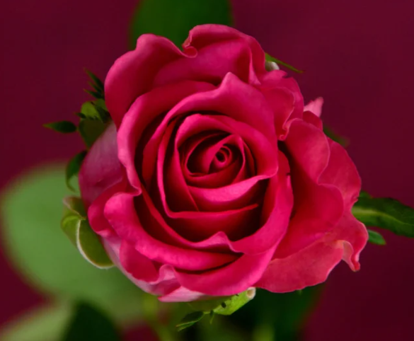 玫瑰花的品种如何选择呢