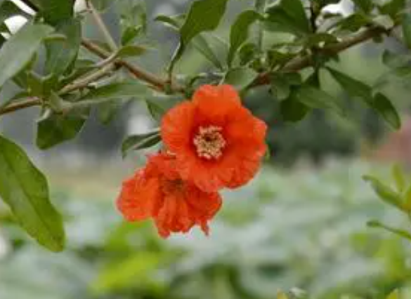 石榴花怕暴晒吗