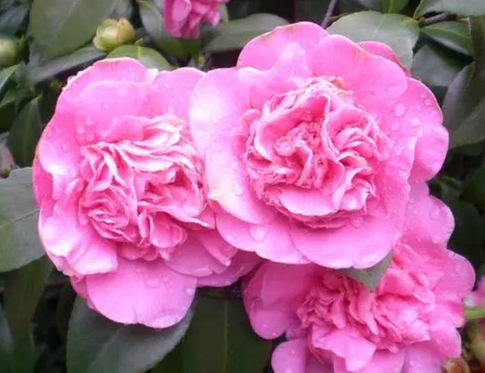 茶花开花期间应该上什么肥料