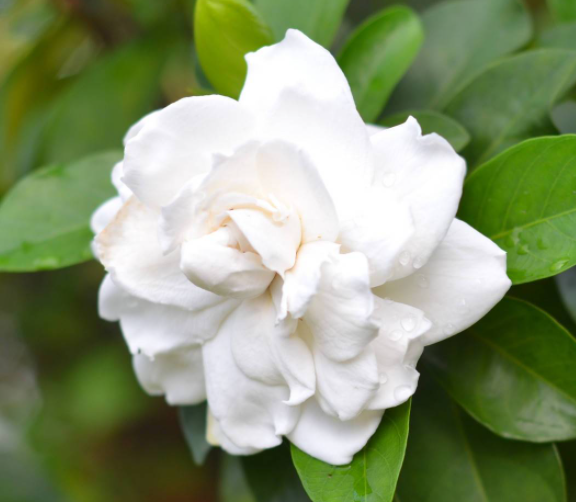 淘米水怎么浇栀子花呢