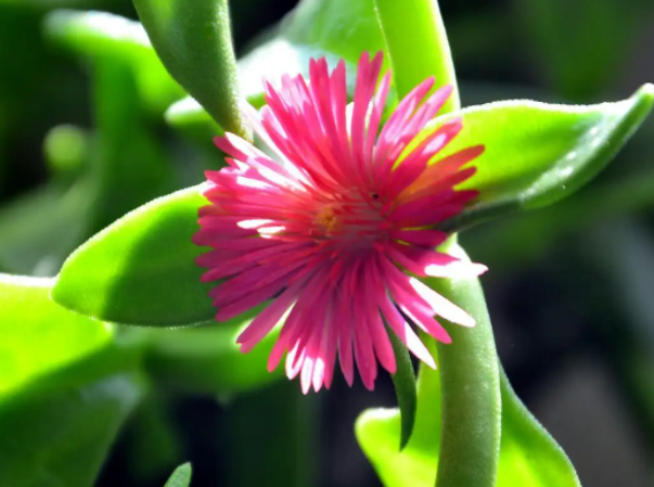 心叶日中花的扦插方法是什么呢