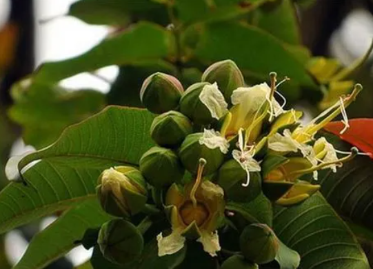 八宝树的养殖方法和注意事项是什么呢